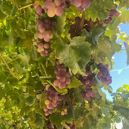 Casa Major Pegarinhos