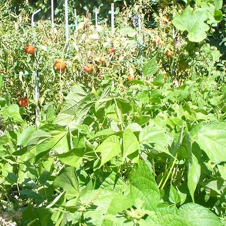 Nocleg ze śniadaniem Casa Major