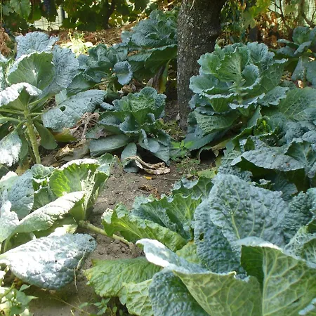 Nocleg ze śniadaniem Casa Major Pegarinhos