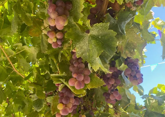 Casa Major Pegarinhos