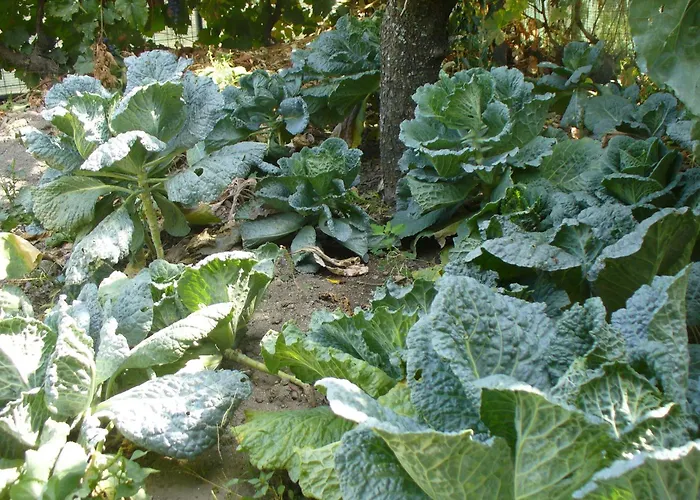 Frühstückspension Casa Major Pegarinhos